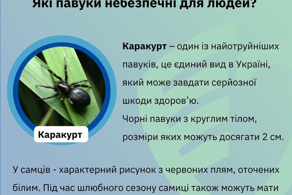 Какие пауки опасны для людей в Одесской области