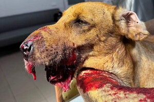 Положили в пасть петарду: в Одессе неизвестные покалечили собаку